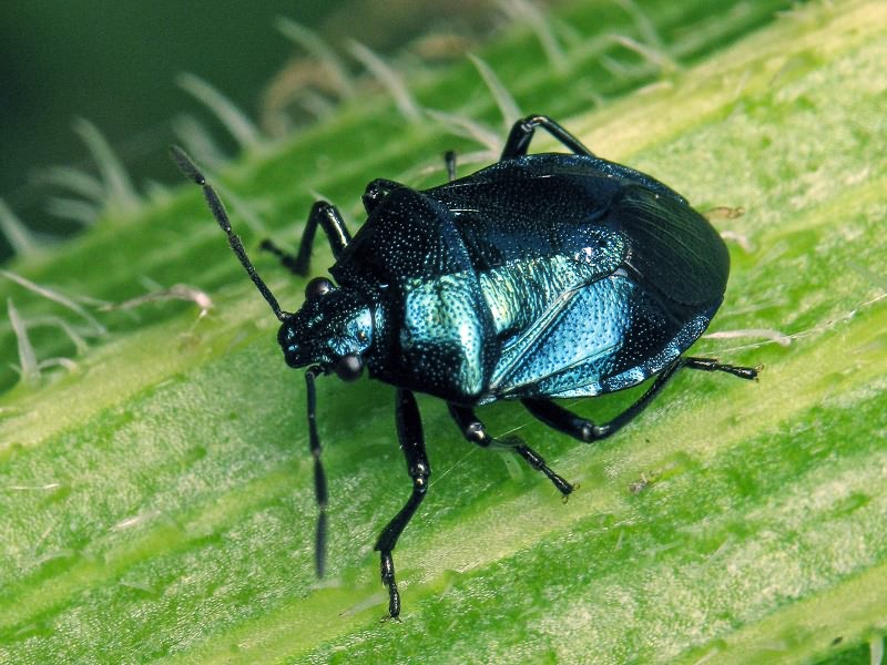 Zicrona caerulea (Linnaeus, 1758)